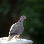 Naturalne sposoby odstraszania gołębi